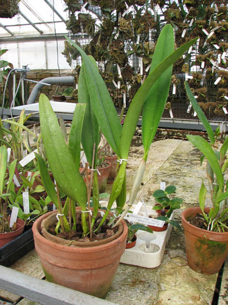 Laeliocattleya Canhamiana coerulea 'Azure Skies'.jpg
