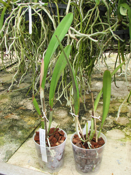 Brassolaelia Morning Glory 'Valentine Kiss'.jpg