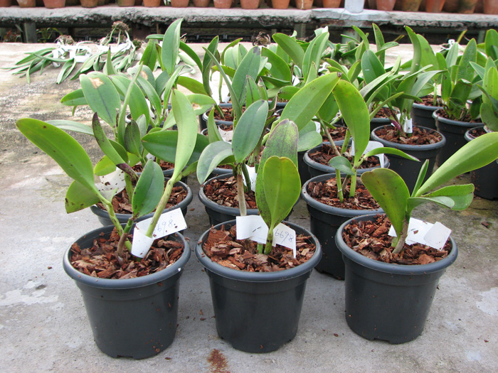 Cattleya Jungle Eyes 'ORCHIS'.jpg