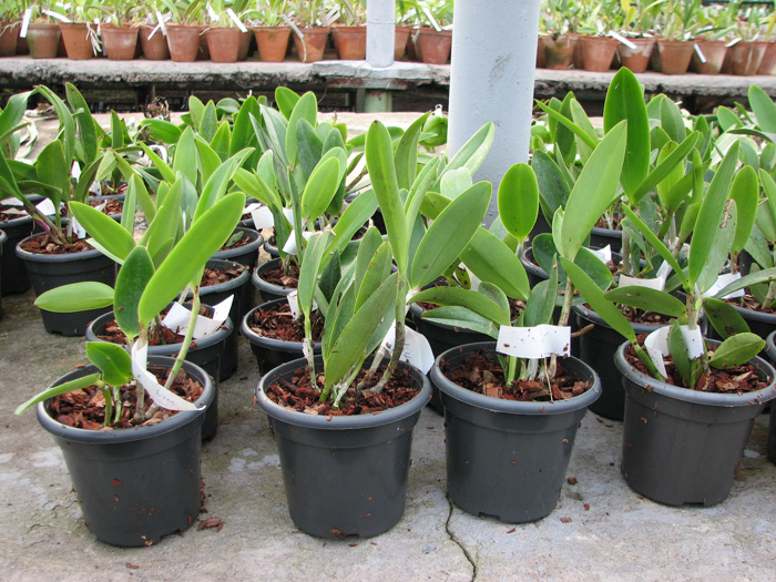 Cattleya Hsinying Cognac 'Thai Spots'.jpg