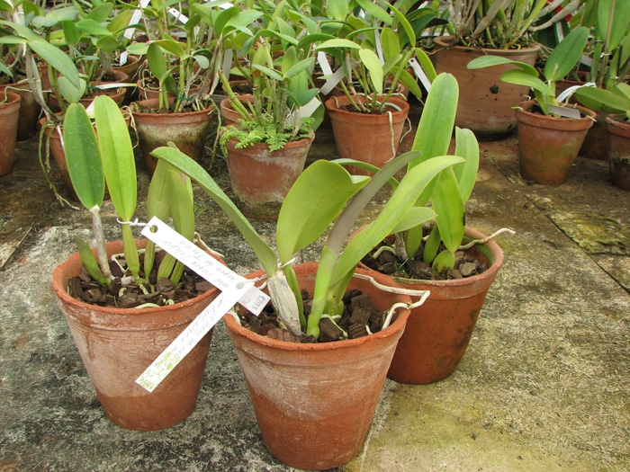 Cattleya trianae rubra 'Eclipse' x Cattleya trianae 'Sangre de Toro II'.jpg