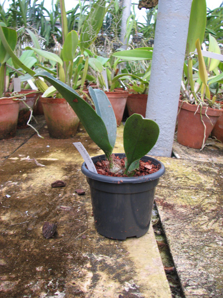 Inobulbon munificum.jpg