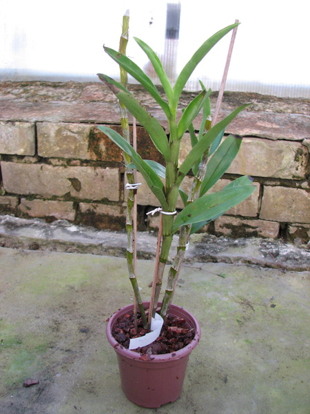 Dendrobium Super Dream 'Flame'.jpg