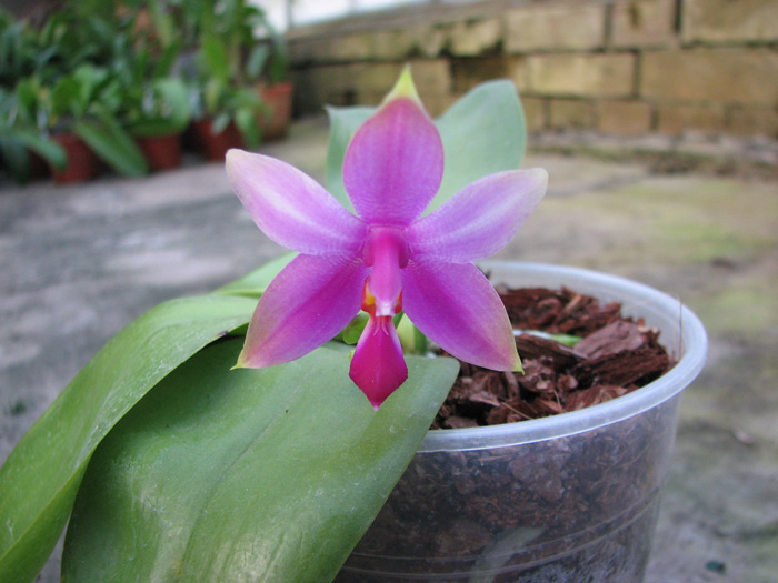 Phalaenopsis violacea 'Borneo'.jpg