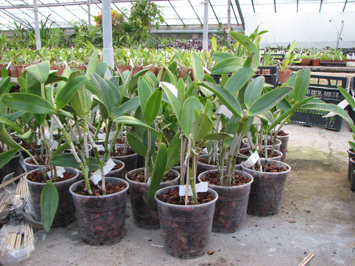 Cattleya Taiwan Green Emerald.jpg