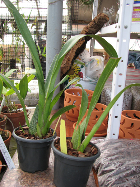 Sanderara Black Star 'Pacific Red Star'.jpg