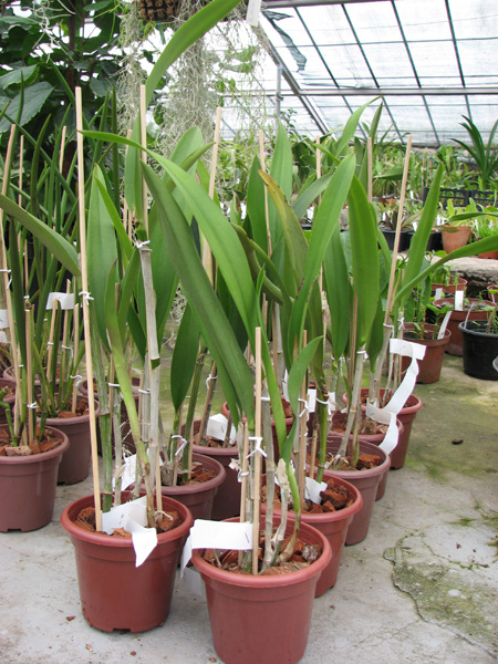 Brassocattleya Binosa 'Lynn' x Cattleya Fascelis 'Autumn Leaves'.jpg