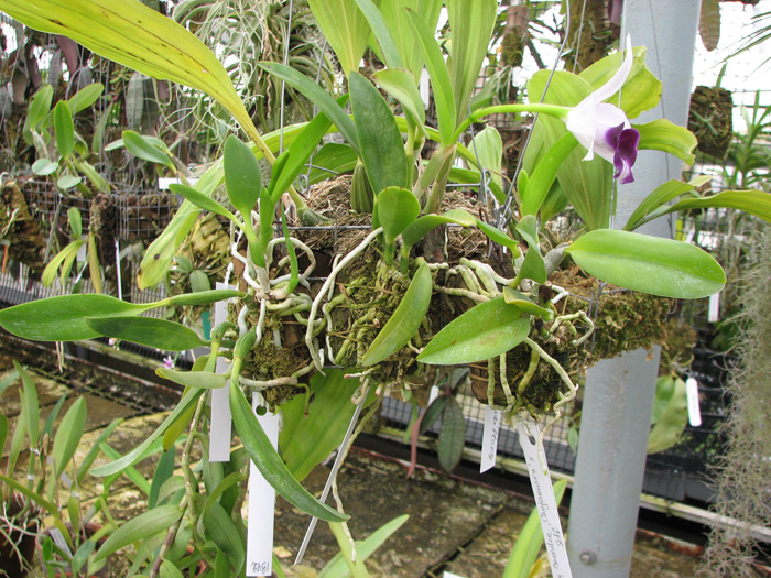 Laelia dayana coerulea 'Chojamaru' x SELF.jpg