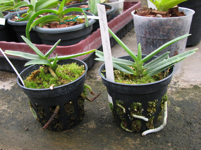 Angraecum didieri.jpg