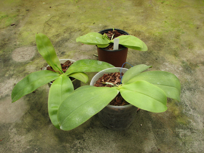 Phalaenopsis violacea.jpg