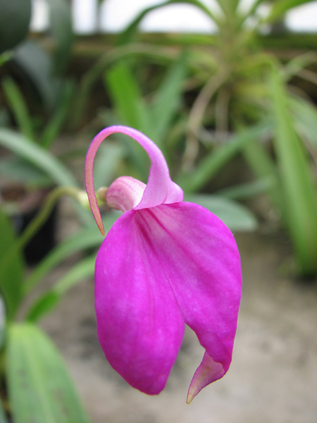 Masdevallia coccinea.jpg