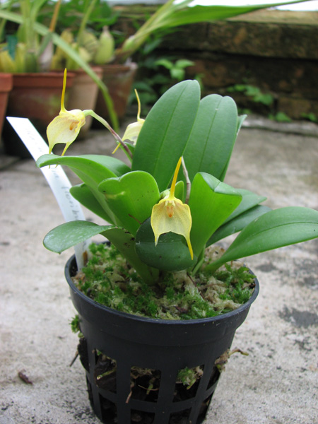 Masdevallia floribunda.jpg