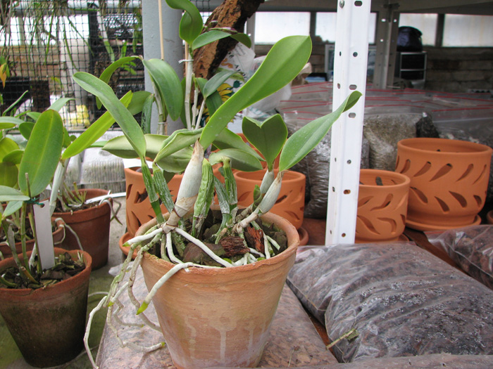 Laeliocattleya Mini Purple 'Blue Pacific' (pumila x walkeriana).jpg