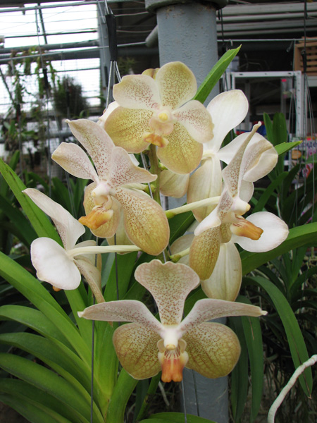 Vanda Rasri Gold x Vanda tessellata.jpg