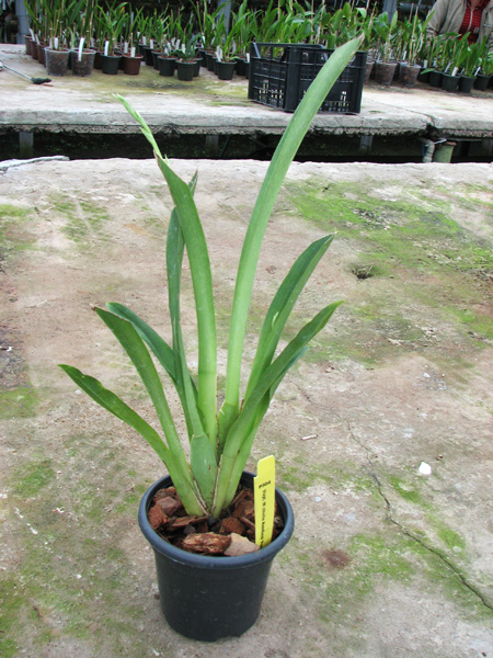 Vuylstekeara Michelle Rehfield 'Pacific Blue Skies'.jpg