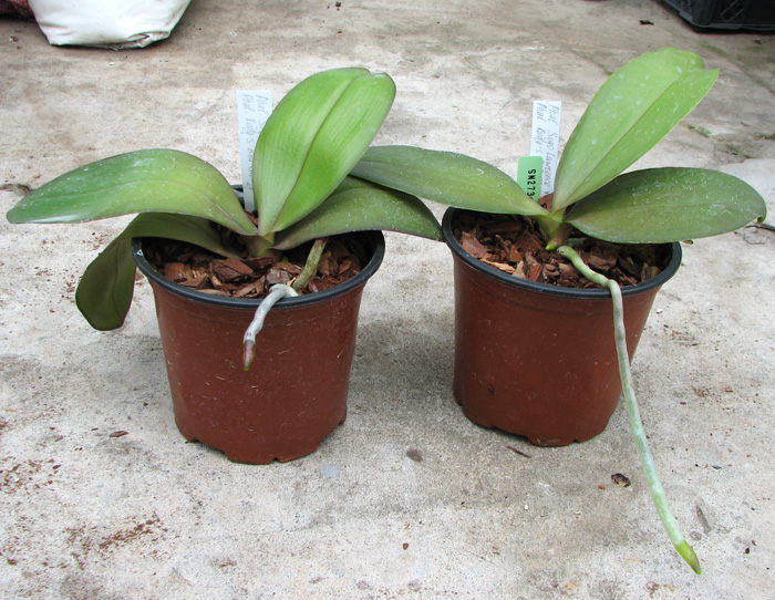 Phalaenopsis Sogo Lawrence x Phalaenopsis Kung's Red Cherry.jpg