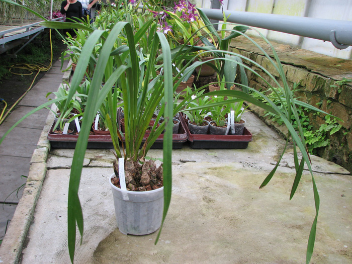 Cymbidium Lucky Flower 'Ammitsu Hime'.jpg