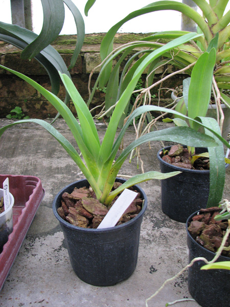 Angraecum longicalcar x sesquipedale.jpg