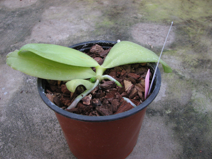 Phalaenopsis bellina (wild) x Phalaenopsis bellina (wild).jpg