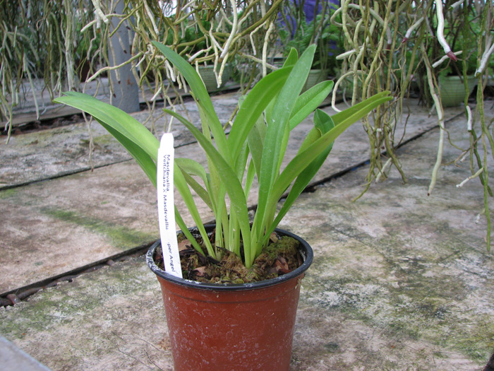 Masdevallia veitchiana x Masdevallia Cooper Angel.jpg