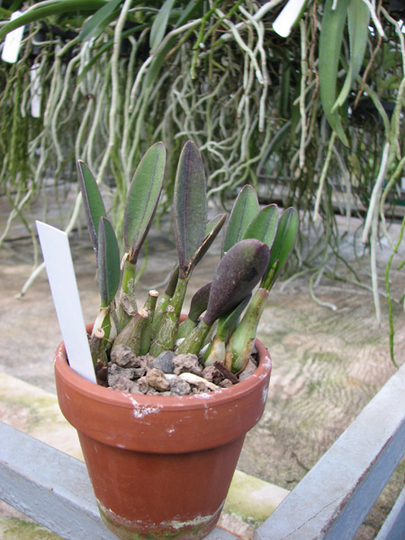 Laelia fournieri.jpg