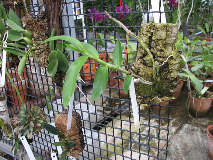 Dendrobium unicum.jpg