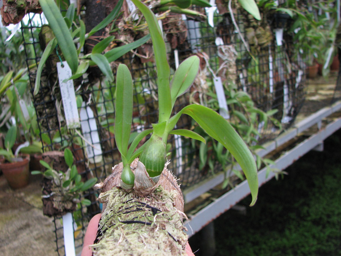 Dendrobium peguanum.jpg