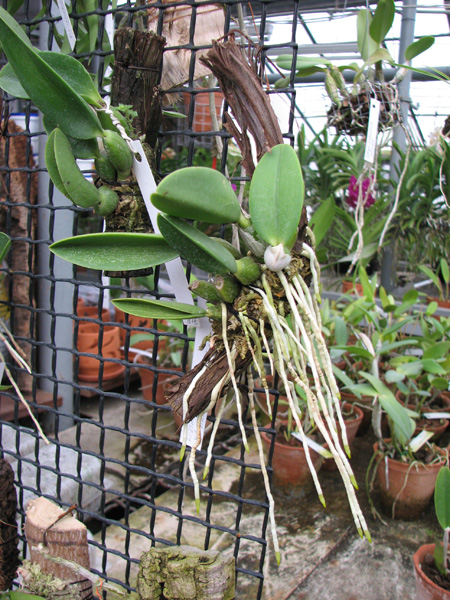 Laelia sincorana XXXX x Laelia sincorana coerulea.jpg