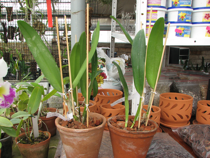 Brassocattleya Thalie (Brassocattleya Deesse x Cattleya Odalisque).jpg