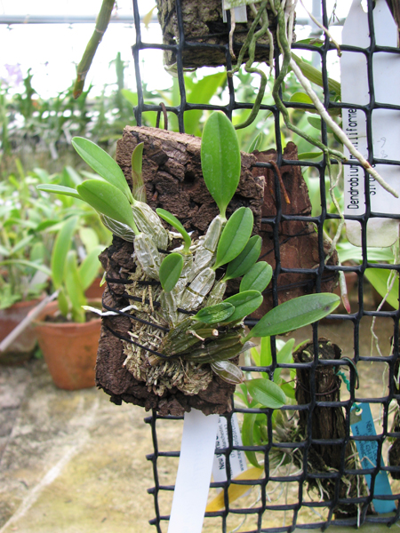 Dendrobium jenkinsii.jpg