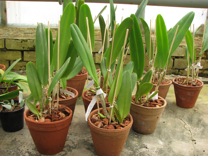 Brassolaeliocattleya George King 'Serendipity'.jpg