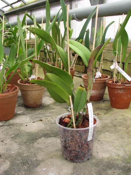 Brassavola digbyana x Rhyncholaeliocattleya Green Devil.jpg