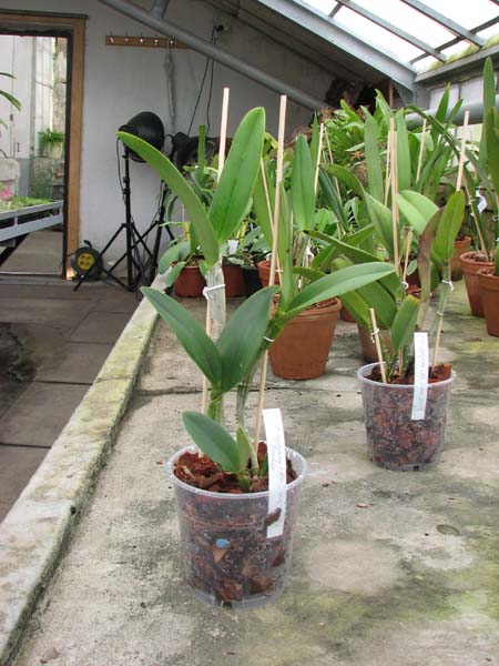 (Brassavola digbyana x Rhyncholaeliocattleya Young Kong) 'ORCHIS'.jpg