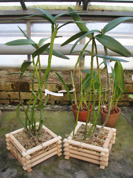 Cattleya grossii.jpg