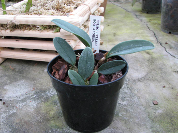 Bulbophyllum bootanoides.jpg