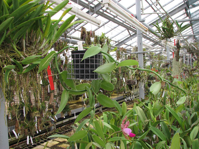 Vanilla fragrans.jpg