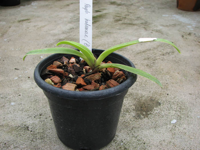 Paphiopedilum helenae.jpg