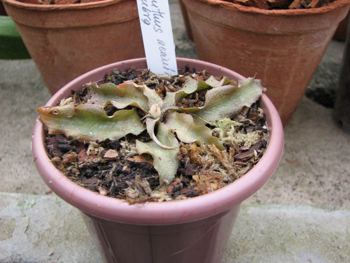 Cryptanthus acaulis var rubra.jpg