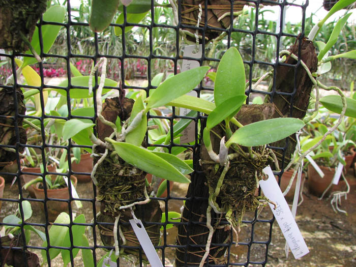 Без бутонов