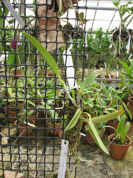 Без бутонов