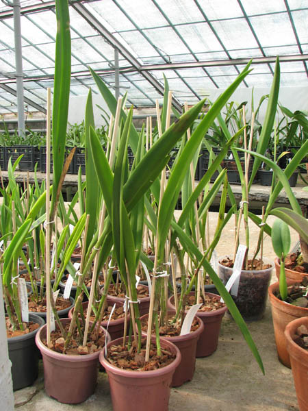 Brassocatanthe Roman Holidays.JPG