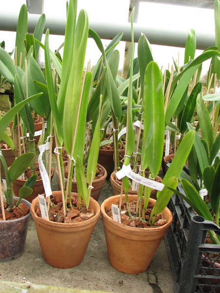 Laelia purpurata.jpg