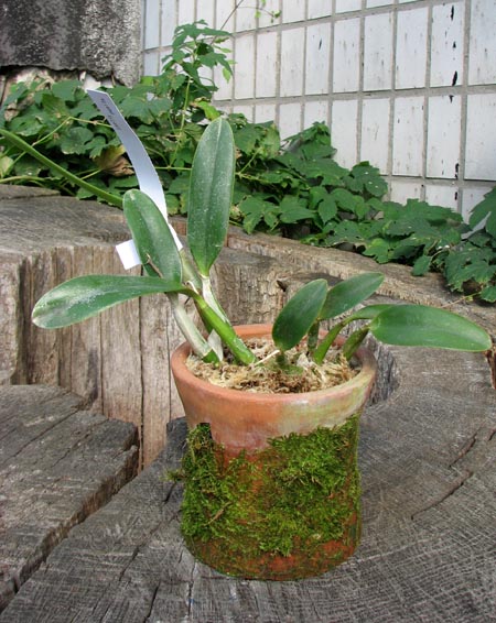 Laelia pumila.jpg