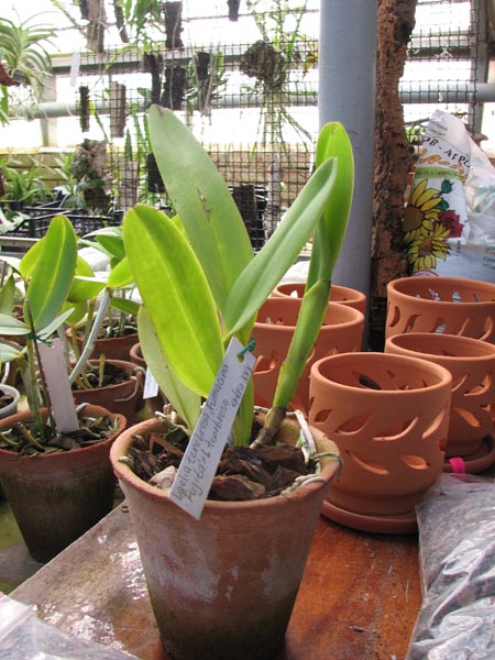 Laelia tenebrosa 'Fumacina Fujita' x Laelia tenebrosa extra XXX.jpg