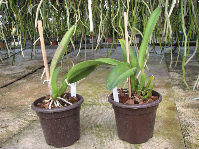 Potinara Angel Kiss 'No 5'.jpg