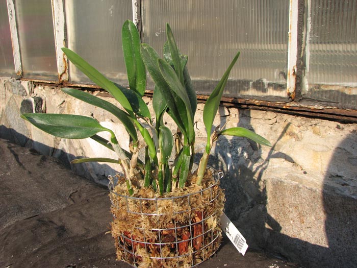 Laelia pumila.jpg