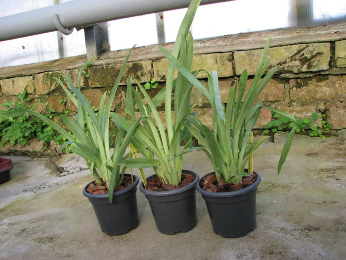 Vuylstekeara Michelle Rehfield 'Pacific Blue Skies'.jpg