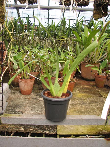 Colmanara Maui Howie 'Lavender Lace'.jpg