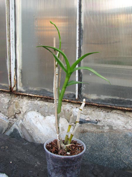 Dendrobium Imelda x Burana Jade.jpg