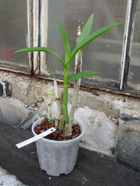 Dendrobium Gim Long Pink.jpg